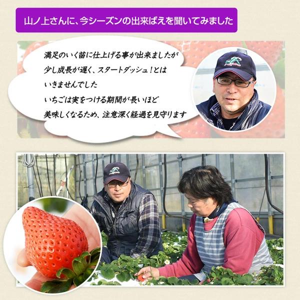 朝獲れイチゴを宮崎から産地直送 この大きさと香りは絶品です！ 沖縄・また・別途送料