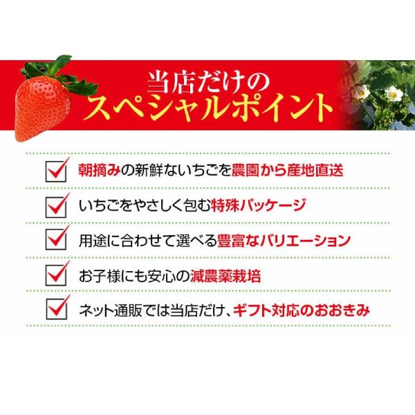朝獲れイチゴを宮崎から産地直送 この大きさと香りは絶品です！ 沖縄・また・別途送料