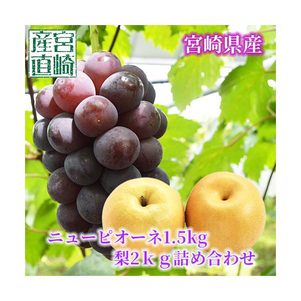 フルーツセット ブドウ1.5Kg+梨2Kg 送料無料 化粧箱 産地直送 ニューピオーネ