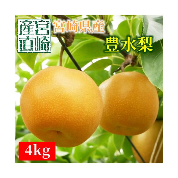 宮崎産★朝穫れたての新鮮な梨 梨・1週間程度・12個