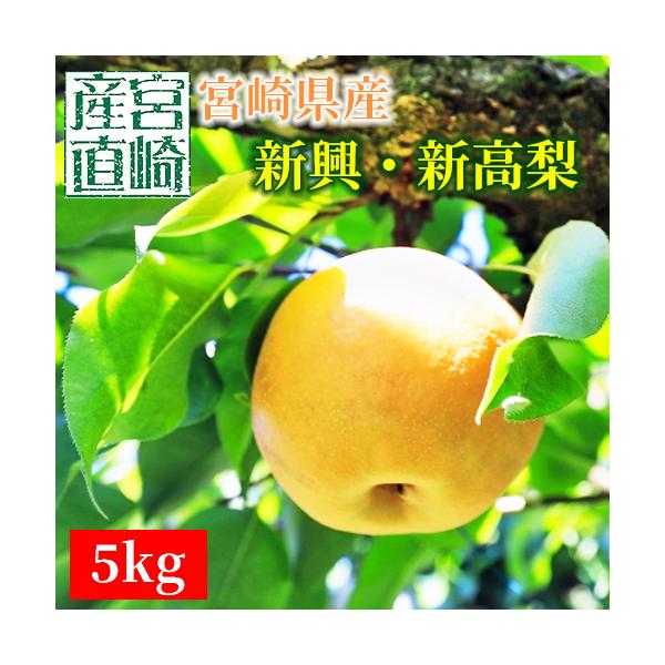 宮崎産 新興・新高梨 5kg 送料無料 産地直送 化粧箱 ギフト 贈答 贈答用 [ 平均糖度12度以上! ]