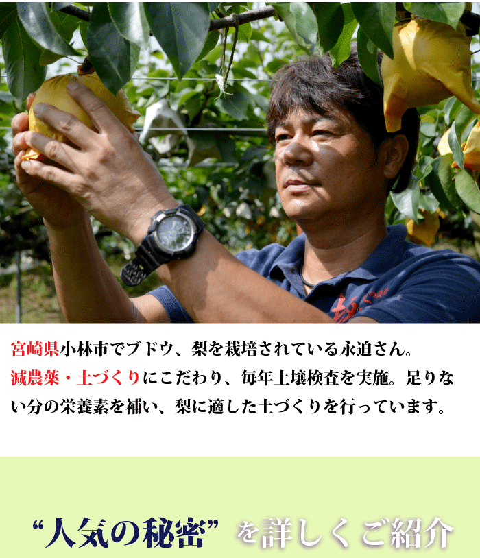 宮崎産★朝穫れたての新鮮な梨 ご了承ください・保存状態によって変わります・宮崎県産