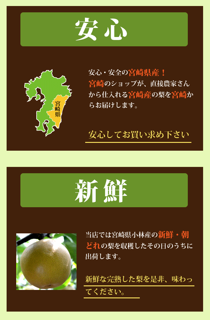 宮崎産★朝穫れたての新鮮な梨 ご了承ください・保存状態によって変わります・宮崎県産
