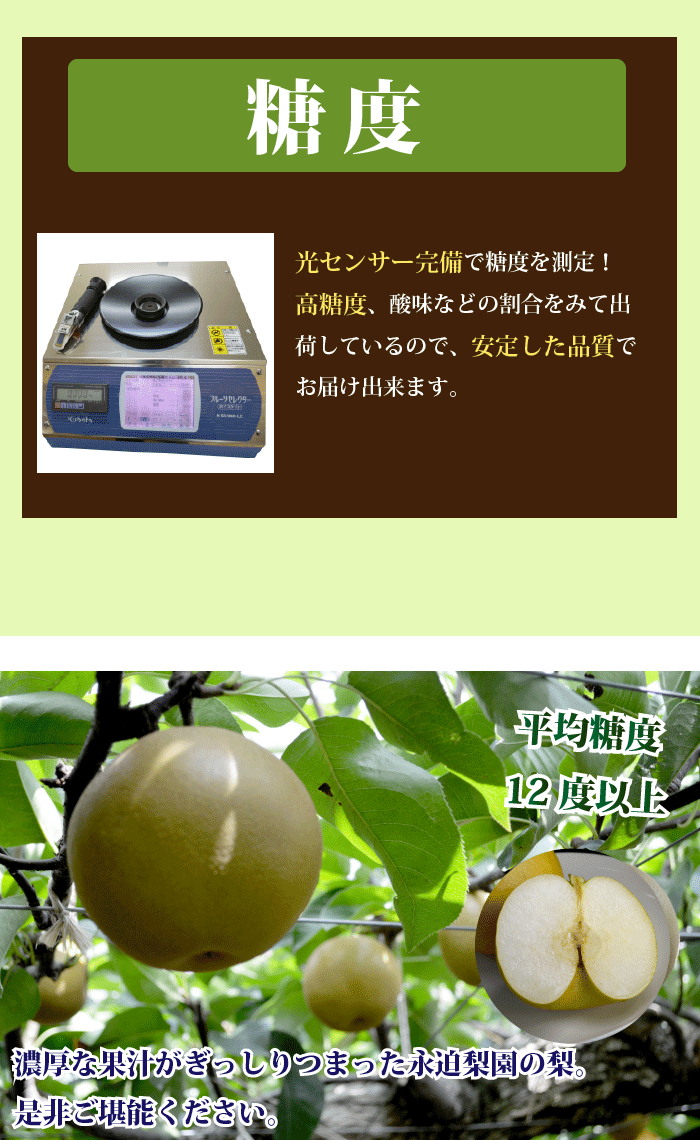 宮崎産★朝穫れたての新鮮な梨 ご了承ください・保存状態によって変わります・宮崎県産