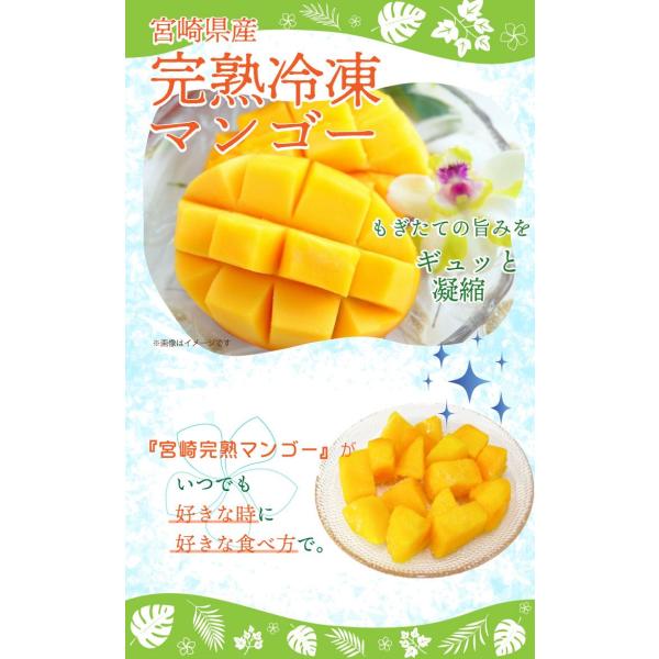 宮崎県産冷凍マンゴー ヤマト運輸・冬でも宮崎完熟マンゴーが食べられます・保存