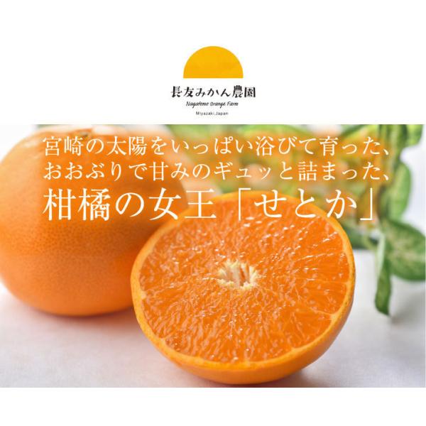 宮崎県産今が旬のせとか 内容・10玉・北海道と沖縄は別途送料1500円を加算させて頂きます