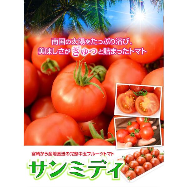 宮崎県産 完熟 中玉トマト サンミディ 甘い おいしい トマト 予めご了承ください・パック詰め・完熟