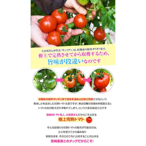 宮崎県産 完熟 中玉トマト サンミディ 甘い おいしい トマト 予めご了承ください・中玉サイズ・完熟