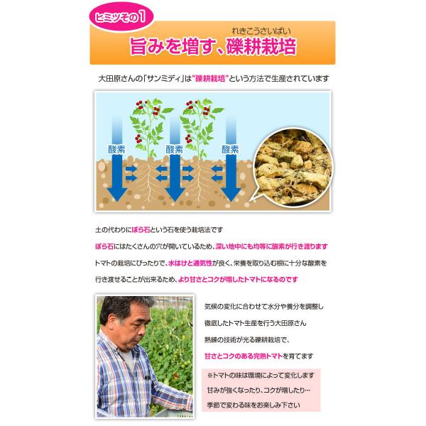 宮崎県産 完熟 中玉トマト サンミディ 甘い おいしい トマト 予めご了承ください・中玉サイズ・完熟