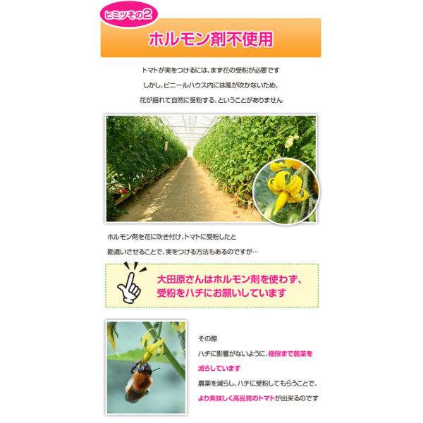 宮崎県産 完熟 中玉トマト サンミディ 甘い おいしい トマト 予めご了承ください・中玉サイズ・完熟