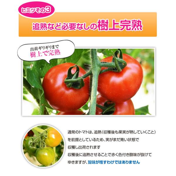 宮崎県産 完熟 中玉トマト サンミディ 甘い おいしい トマト サンミディ・発送方法・予めご了承ください