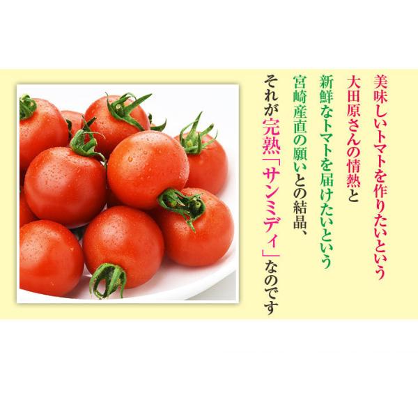 宮崎県産 完熟 中玉トマト サンミディ 甘い おいしい トマト サンミディ・発送方法・予めご了承ください