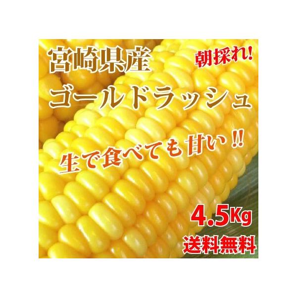 朝採れ！宮崎産ゴールドラッシュ4.5Kg（3Lサイズ約11本） 発送方法・保存方法・沖縄