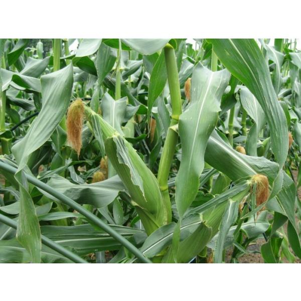 朝採れ！宮崎産ゴールドラッシュ4.5Kg（3Lサイズ約11本） 発送方法・保存方法・沖縄