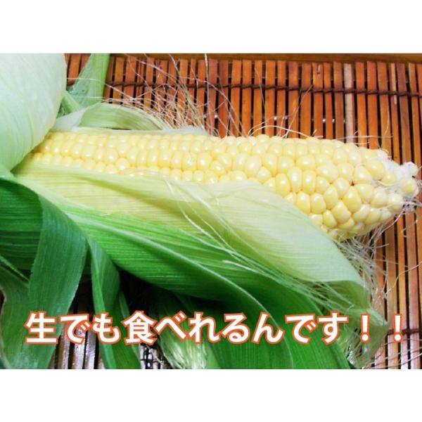 朝採れ！宮崎産ゴールドラッシュ4.5Kg（3Lサイズ約11本） 発送方法・保存方法・沖縄