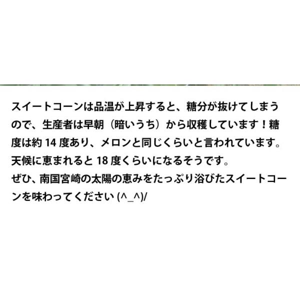 朝採れ！宮崎産ゴールドラッシュ4.5Kg（2Lサイズ約13本） ご注文をお受けした順に5月下旬頃から発送いたします・ゴールドラッシュ・ヤマト運輸のクール便になります