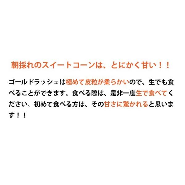 朝採れ！宮崎産ゴールドラッシュ4.5Kg（2Lサイズ約13本） ご注文をお受けした順に5月下旬頃から発送いたします・ゴールドラッシュ・ヤマト運輸のクール便になります