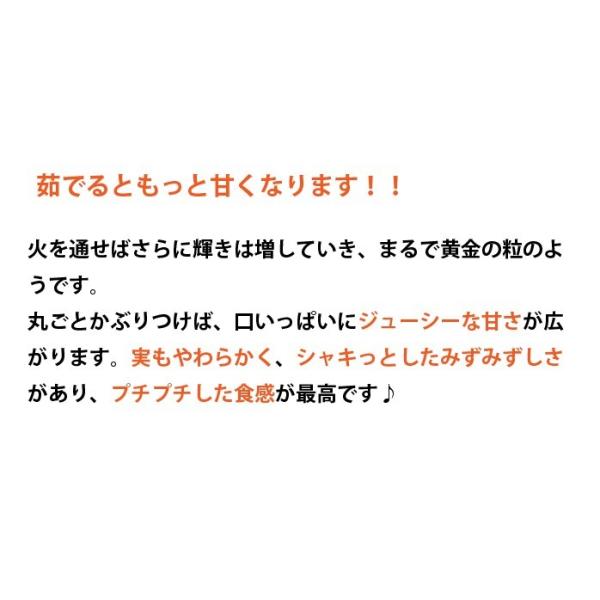 朝採れ！宮崎産ゴールドラッシュ4.5Kg（2Lサイズ約13本） ご注文をお受けした順に5月下旬頃から発送いたします・ゴールドラッシュ・ヤマト運輸のクール便になります