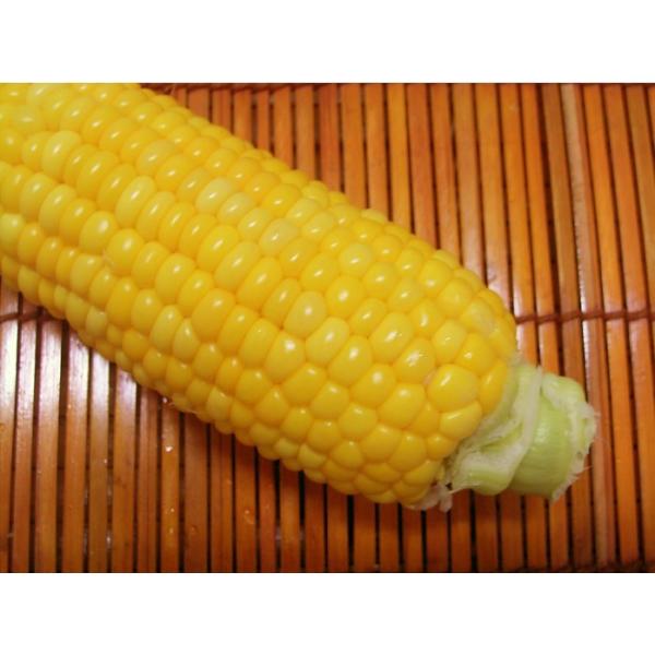 朝採れ！宮崎産ゴールドラッシュ4.5Kg（2Lサイズ約13本） ご注文をお受けした順に5月下旬頃から発送いたします・ゴールドラッシュ・ヤマト運輸のクール便になります