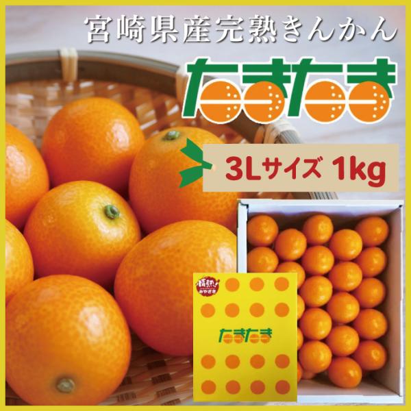 宮崎県産 完熟きんかん〈 たまたま 3Lサイズ1kg〉まるかじりで味わう宮崎自慢の完熟きんかん！
