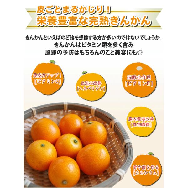 宮崎県産 完熟 きんかん たまたま フルーツギフト 爽やかな甘さです・ご了承ください・発送方法