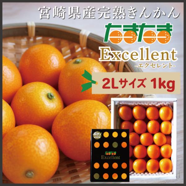 宮崎県産 完熟きんかん〈たまたま エクセレント 2Lサイズ1kg〉まるかじりで味わう宮崎自慢の完熟きんかん！【送料無料】