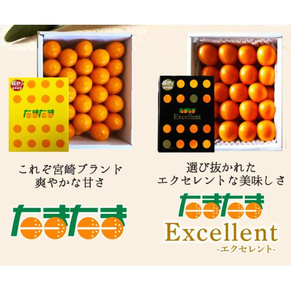 宮崎自慢の完熟きんかん!ギフトにもおすすめの高級フルーツ! 1月下旬以降発送開始です・価格は天候相場等により・ご了承ください