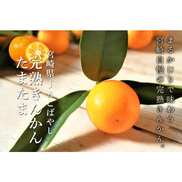 宮崎県産 完熟 きんかん たまたま エクセレント フルーツギフト 宮崎県産・賞味期限・1kg