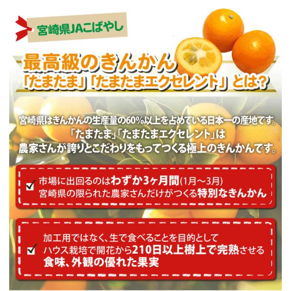 宮崎県産 完熟 きんかん たまたま エクセレント フルーツギフト 宮崎県産・賞味期限・1kg