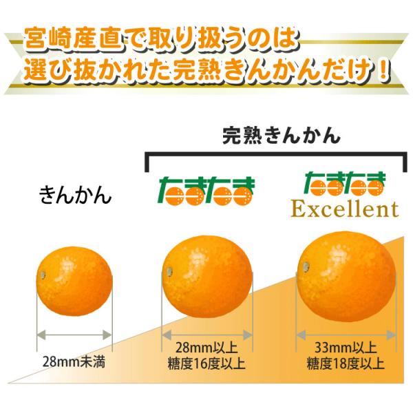 宮崎県産 完熟 きんかん たまたま エクセレント フルーツギフト 宮崎県産・賞味期限・1kg