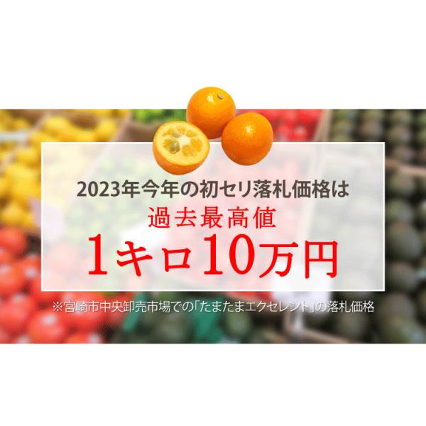 宮崎県産 完熟 きんかん たまたま エクセレント フルーツギフト 宮崎県産・賞味期限・1kg