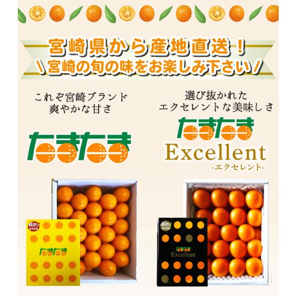 宮崎県産 完熟 きんかん たまたま エクセレント フルーツギフト 宮崎県産・賞味期限・1kg